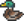 Mallard Duck/es