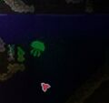 Medusa verde.jpg