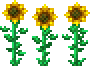 Sunflower (placed).png