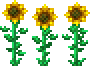 File:Sunflower (placed).png