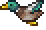 Mallard Duck (flying).gif