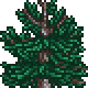 File:Treetop Boreal Alt2 3.png