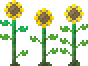 Sunflower (placed) (old).png