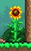 File:Special Sunflower.png