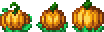 Pumpkin Seed placed