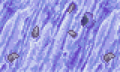 Mur de glace lisse et violette avec des roches de pierre normales, ou éventuellement des griffes ou des dents. Il semble y avoir un oeil gelé à droite